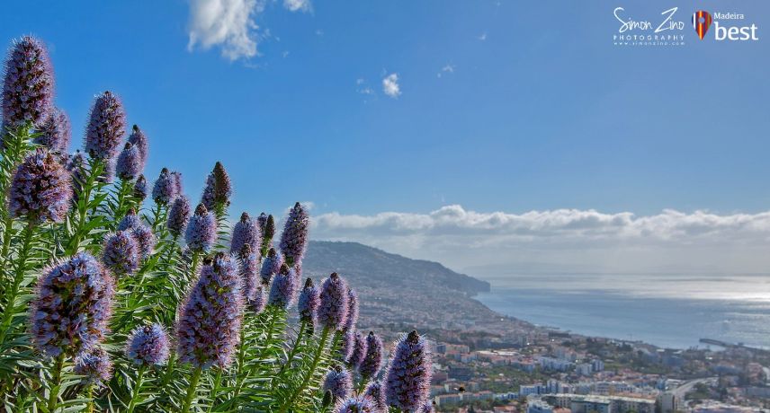 Madeira Island Fauna and Flora